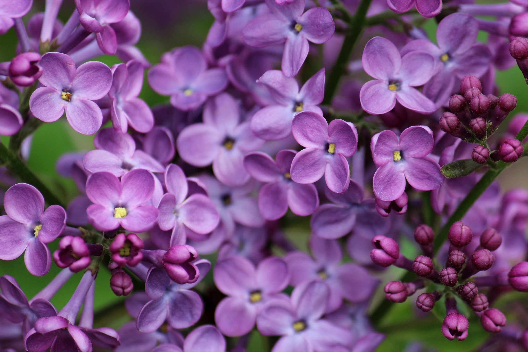 丁香花是什么颜色的 丁香花是什么颜色的玫瑰花呢